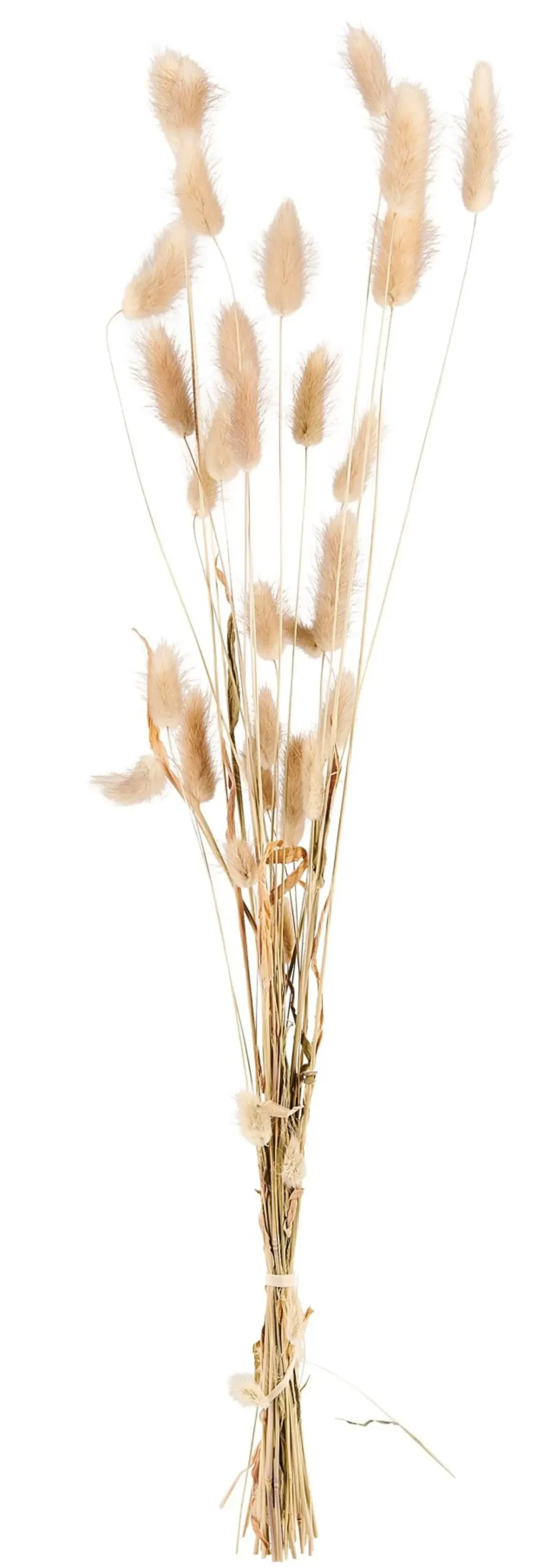 CASA Flores Artificiales|Lagurus Cola De Liebre Natural