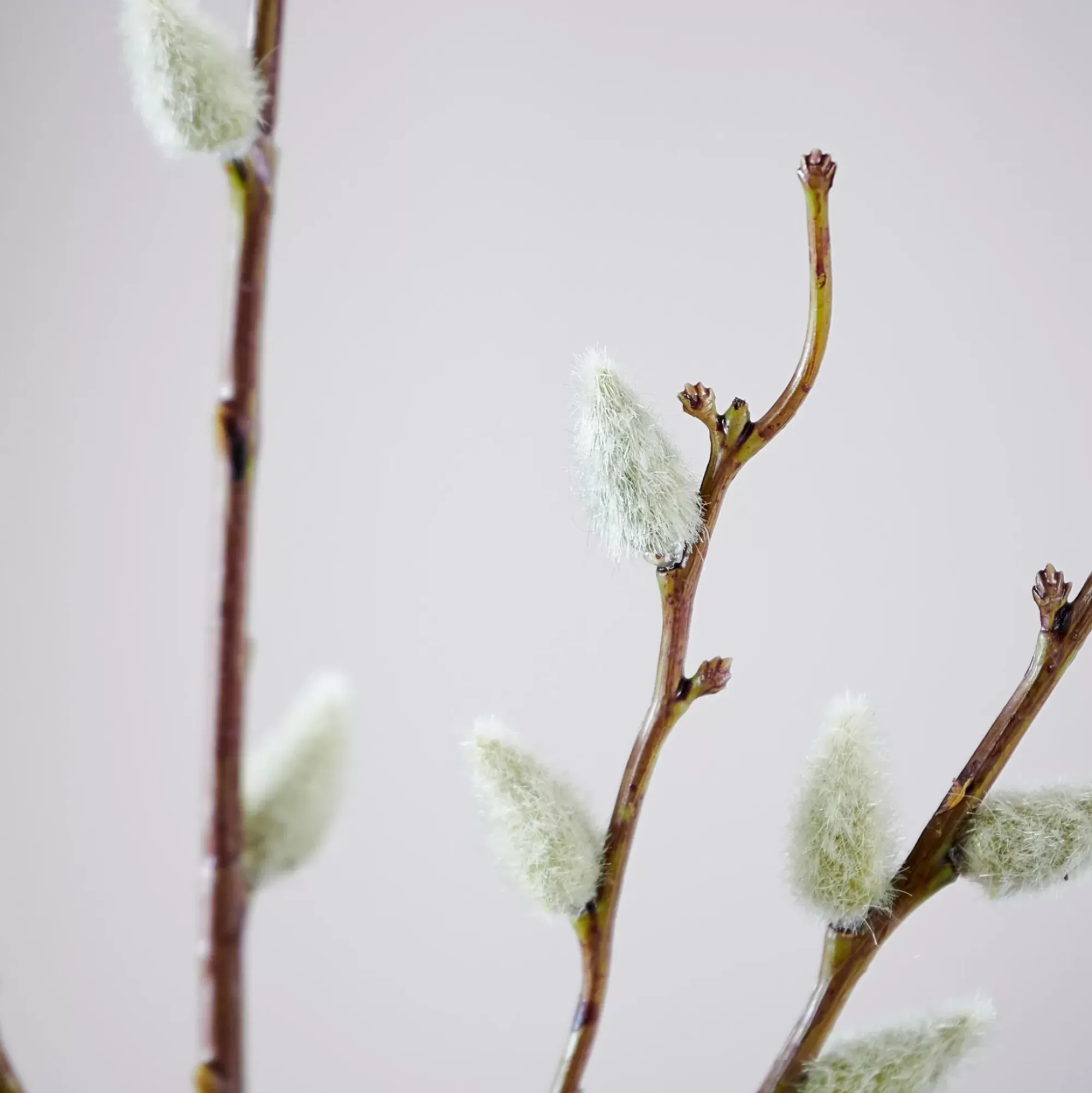 CASA Ramos Artificiales|Salica Rama Sintetico Verde